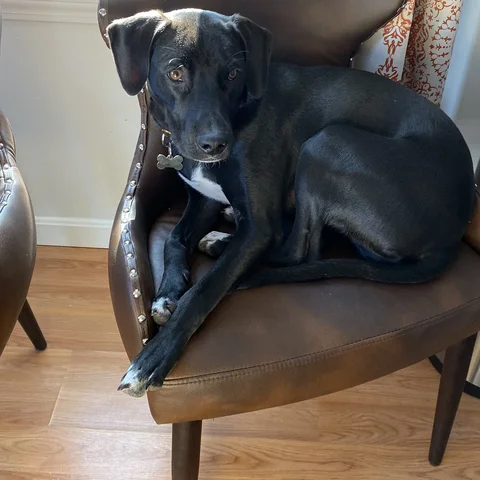 Benny, the office mascot at Cape Cod Spine Center
